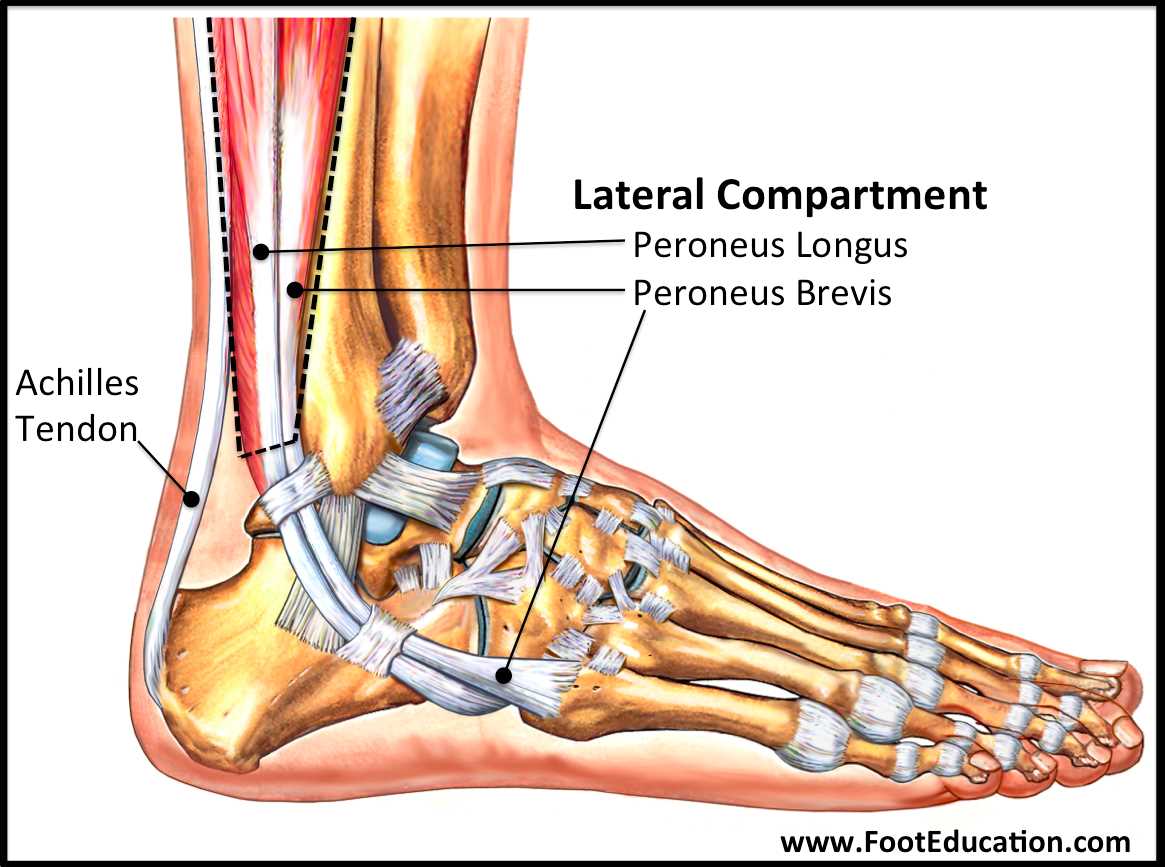 foot parts diagram
