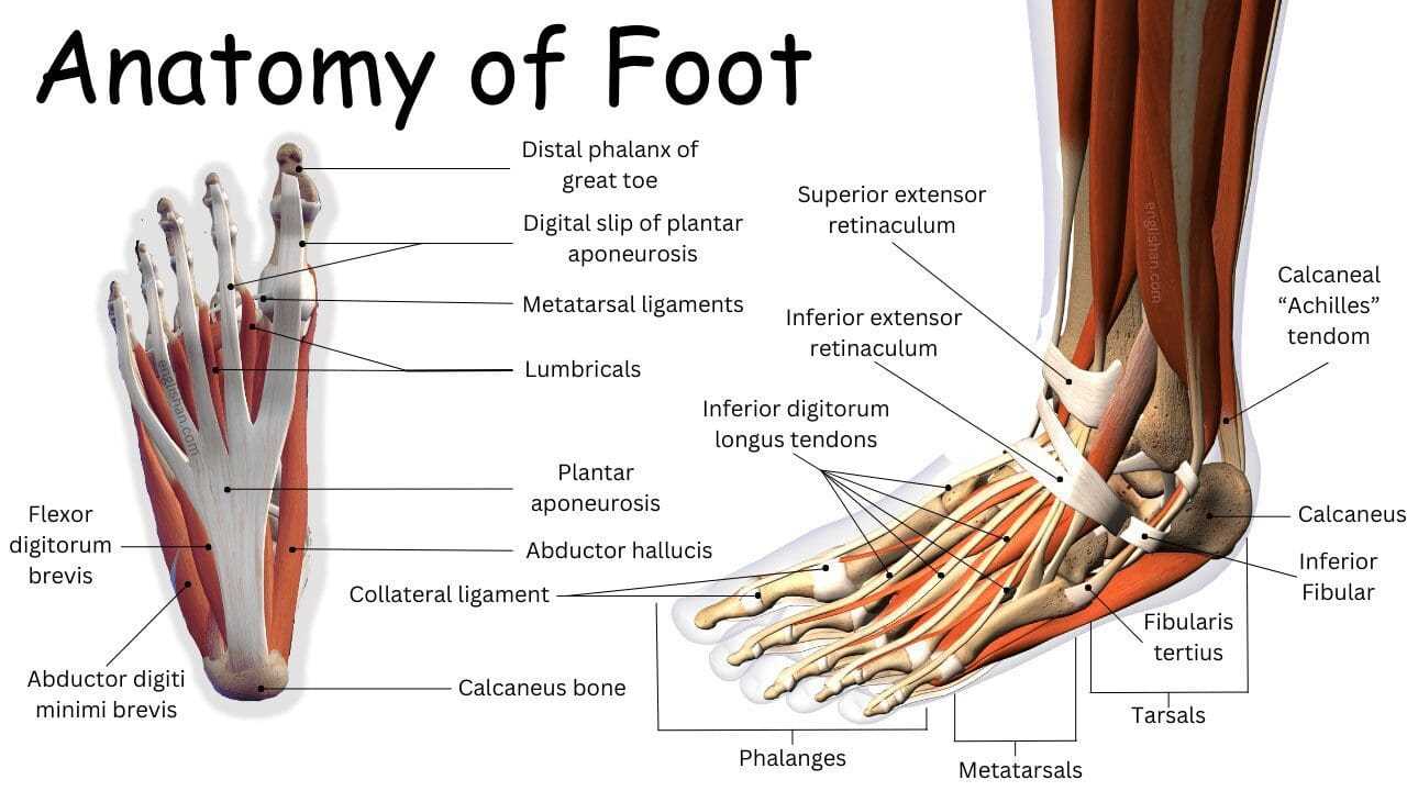 foot parts diagram