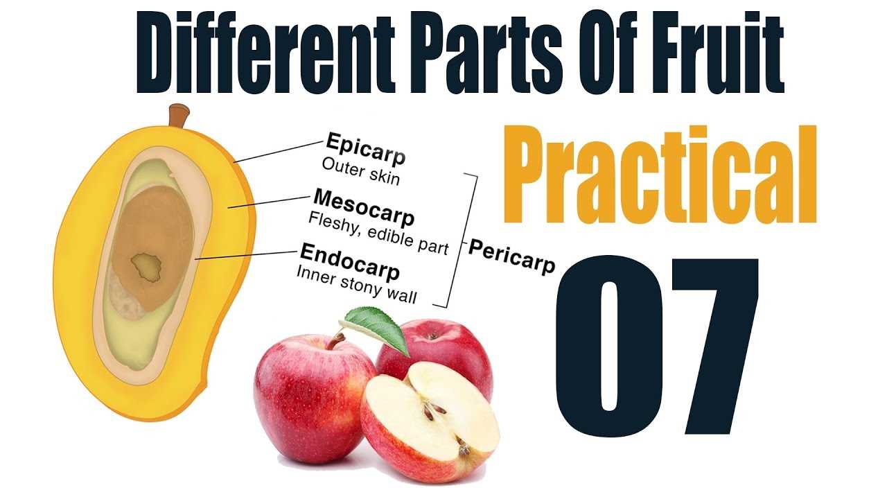 fruit parts diagram