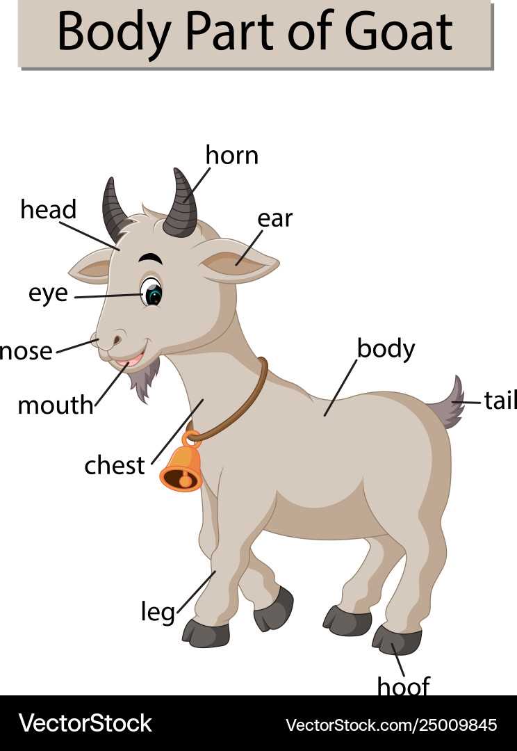 goat parts diagram