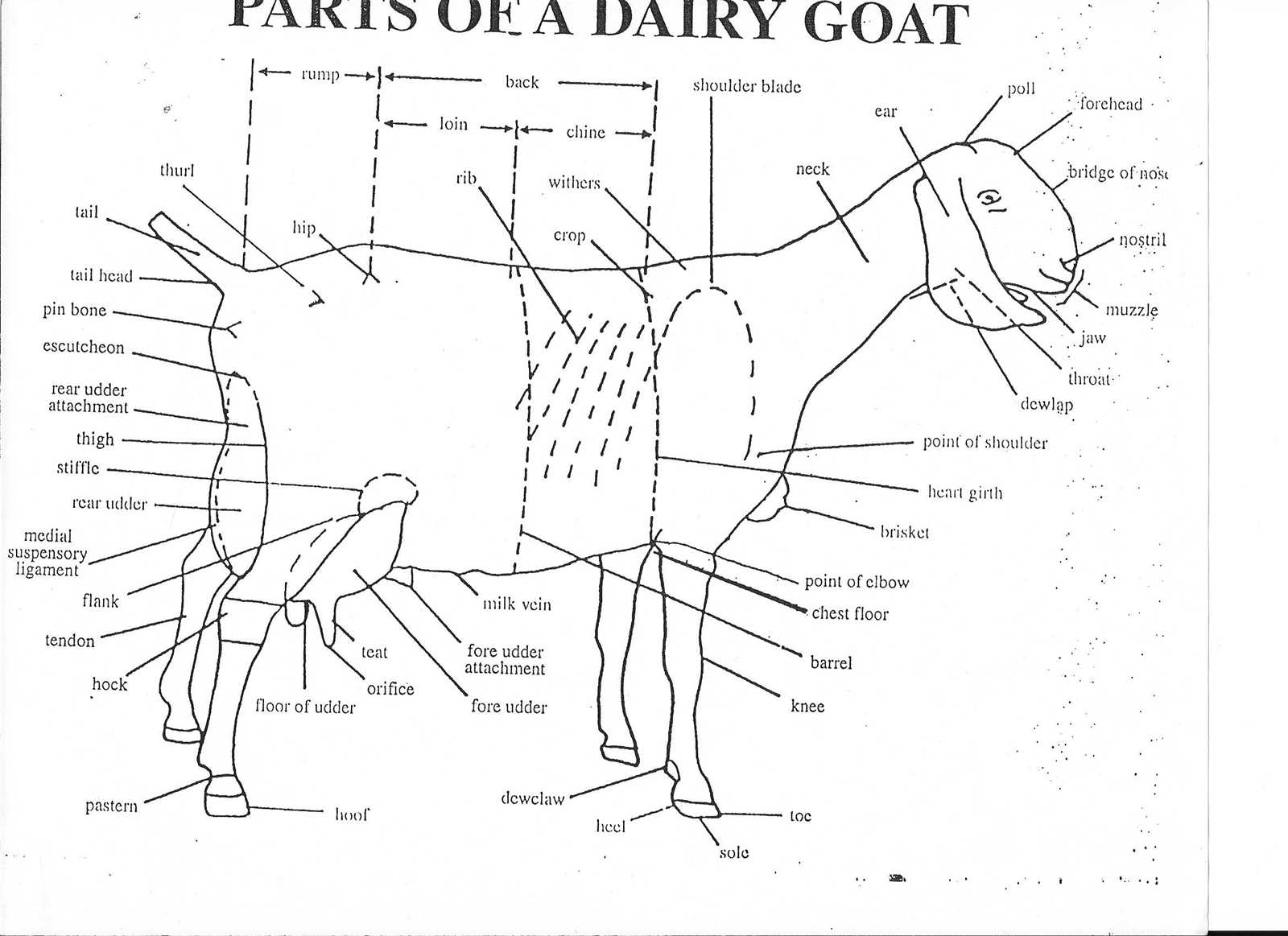 goat parts diagram