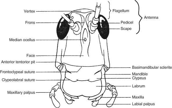 grasshopper mouth parts diagram