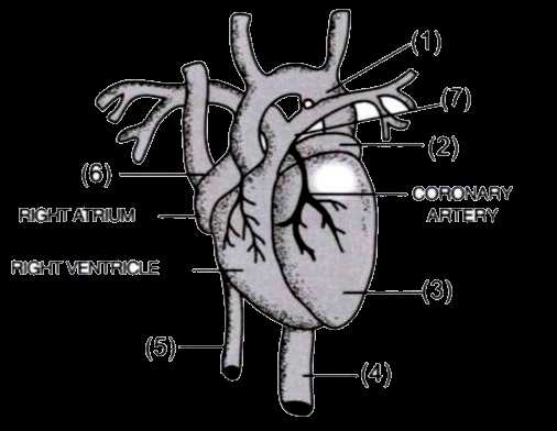 heart diagram parts