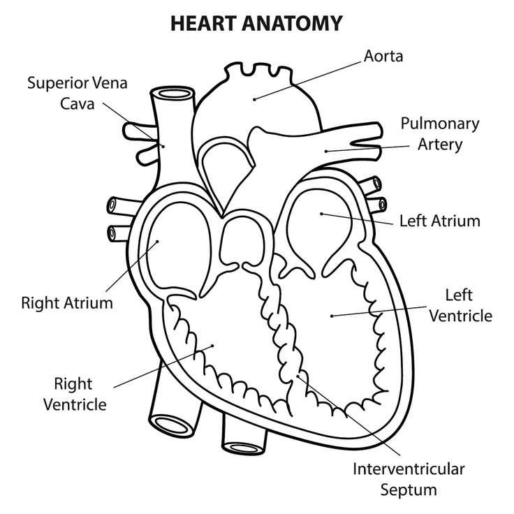 heart diagram parts