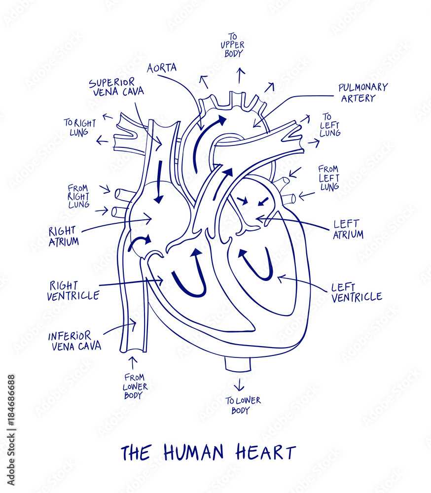 heart diagram with parts