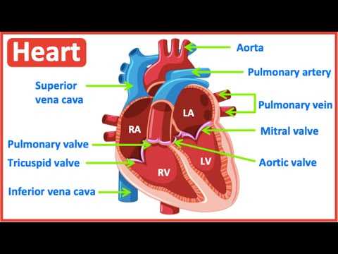 heart diagram with parts