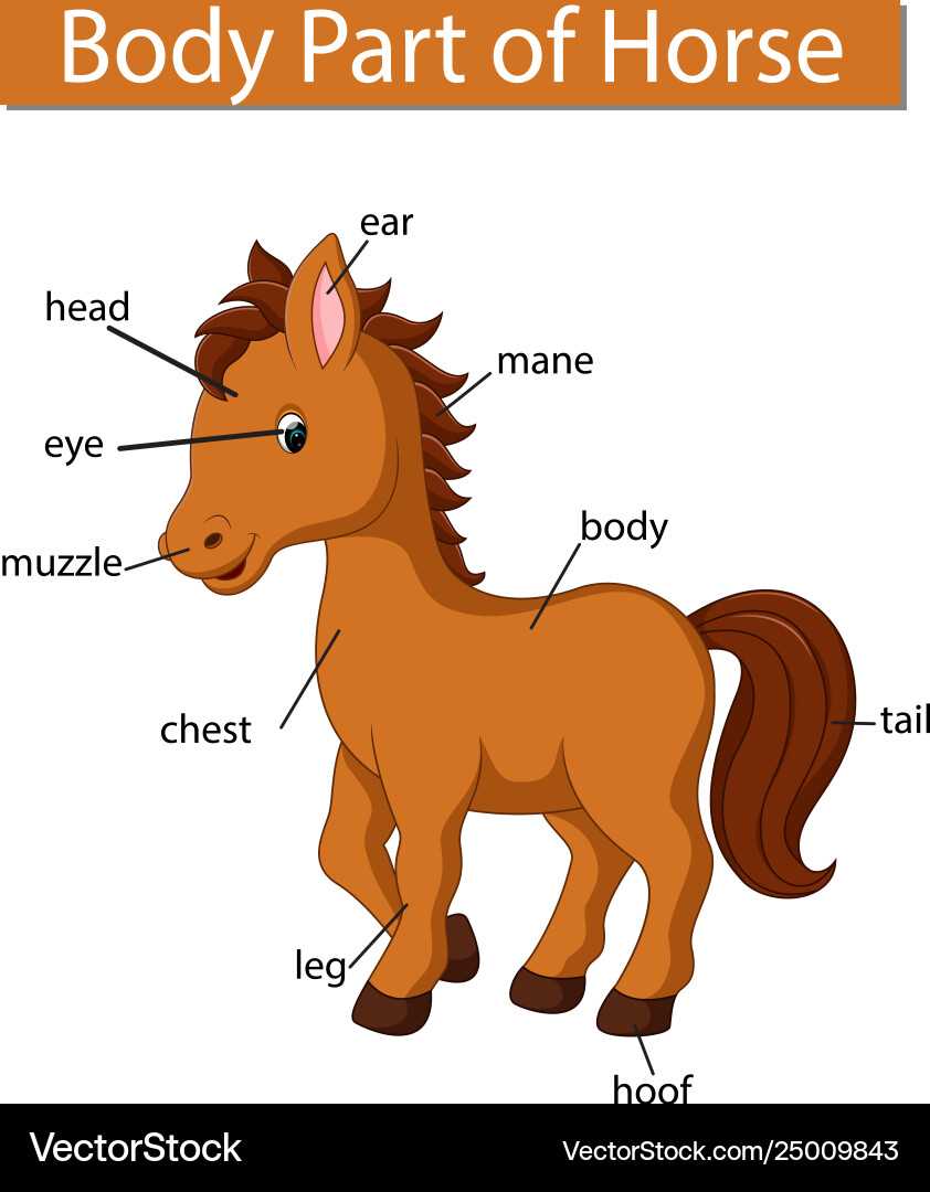 horse body parts diagram