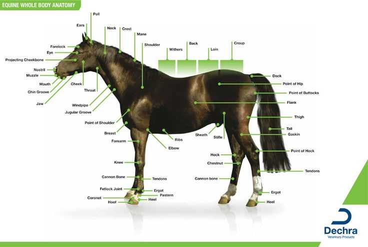 horse body parts diagram