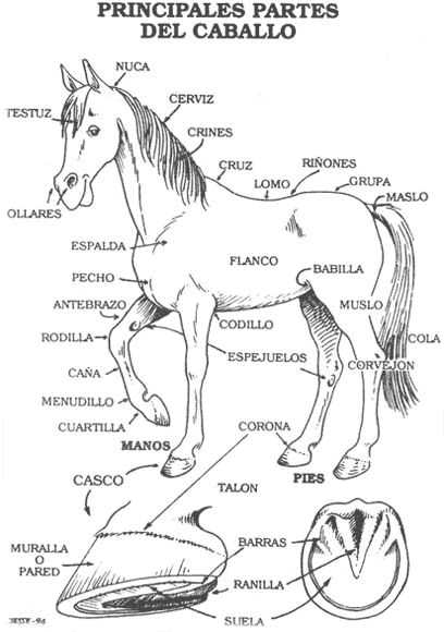 horse diagram body parts