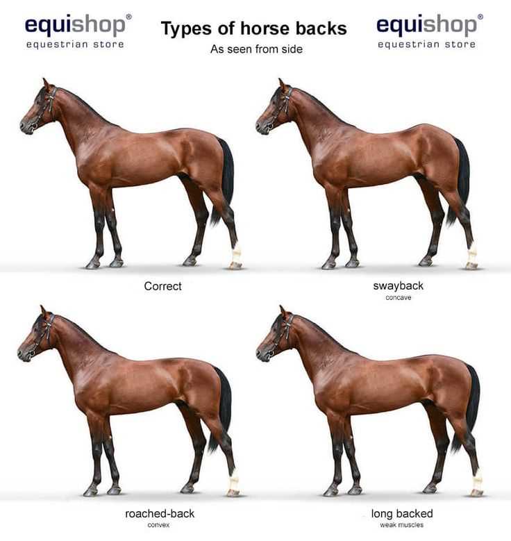 horse diagram body parts