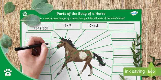 horse diagram body parts