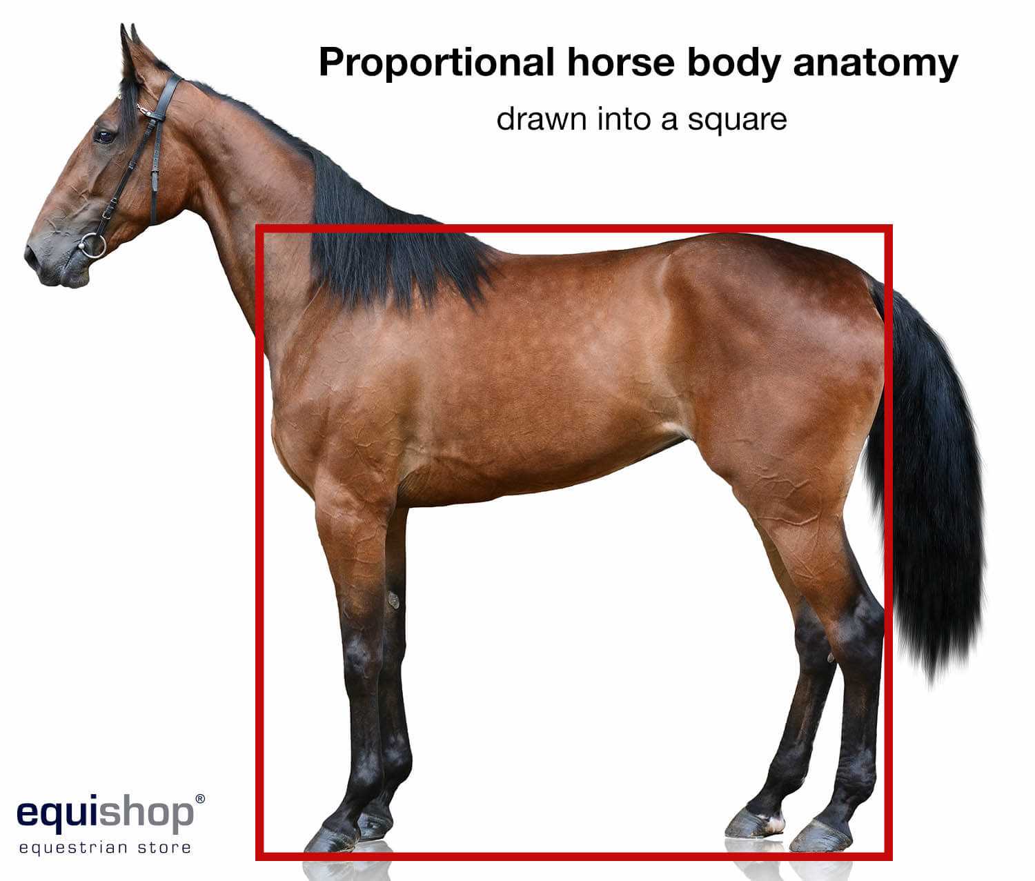 horse diagram body parts