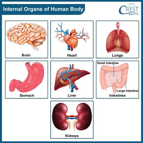 human body internal parts diagram