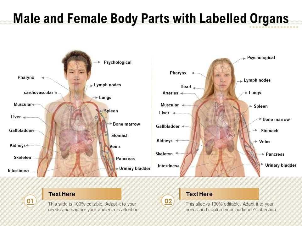 human body parts diagram female