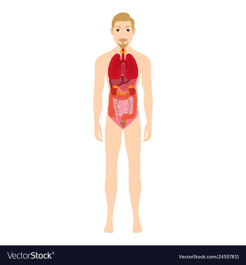 human body parts diagram male