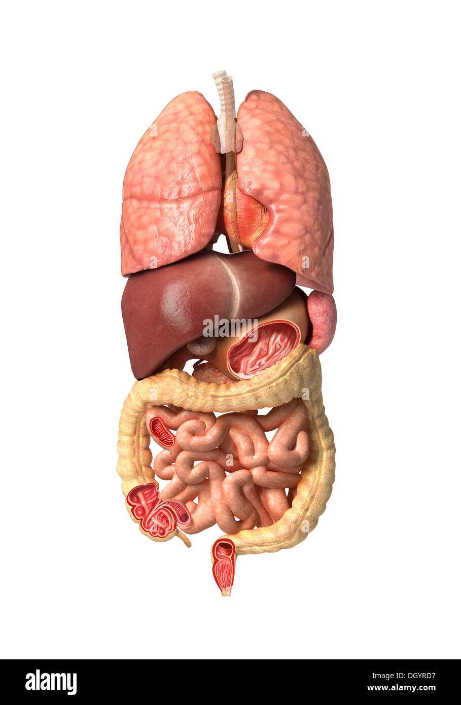 human body parts diagram male