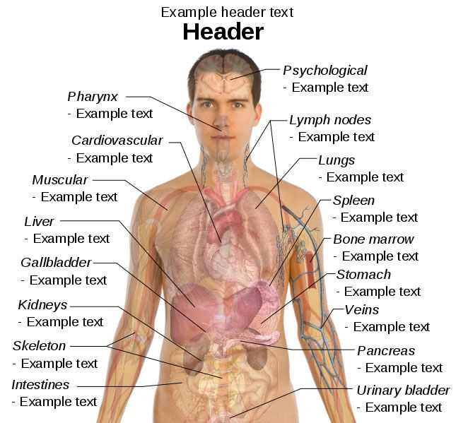human body parts diagram male