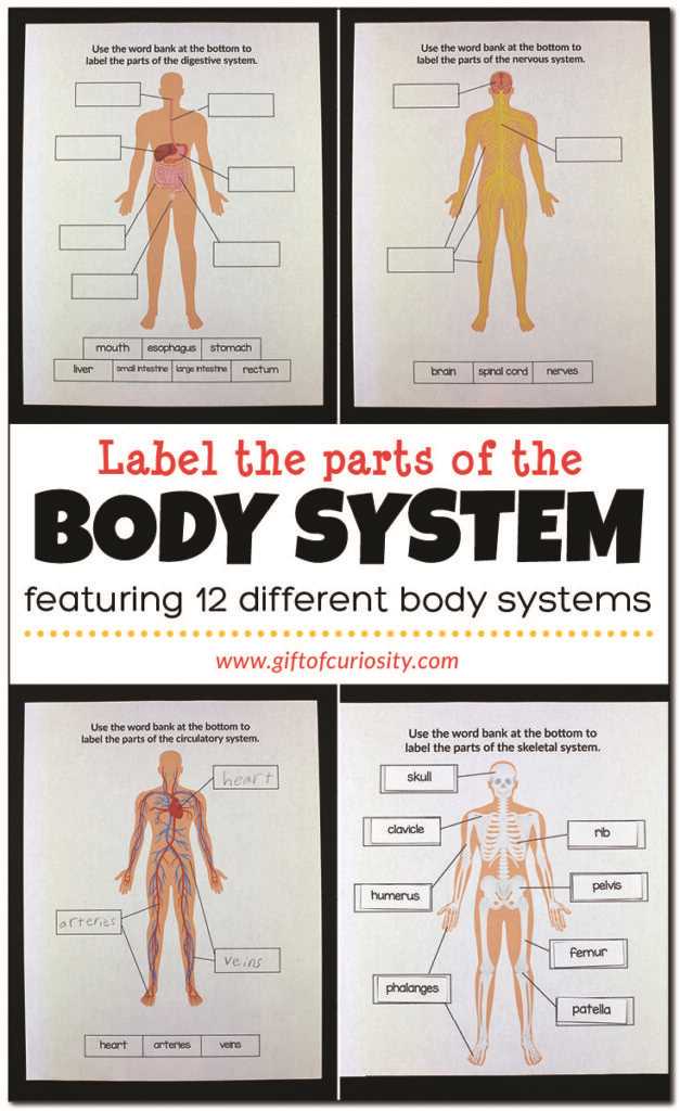 human body parts diagram with label