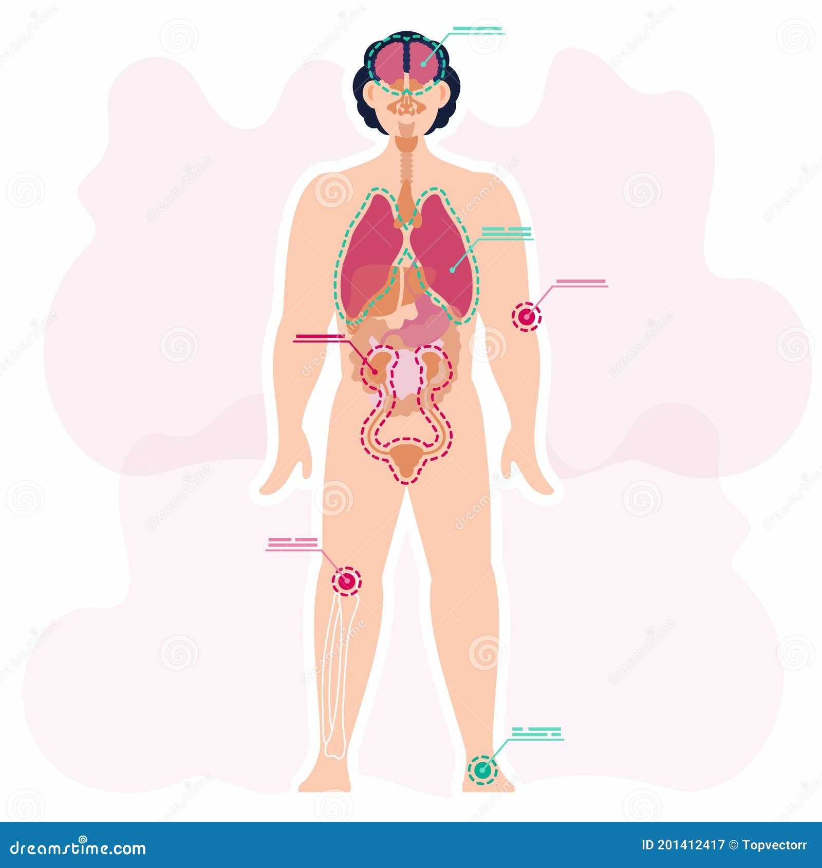 human body parts diagram with names