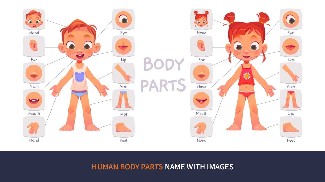 human body parts diagram with names