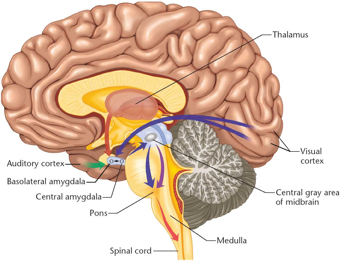 human brain diagram with parts