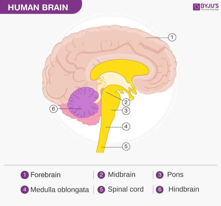 human brain diagram with parts