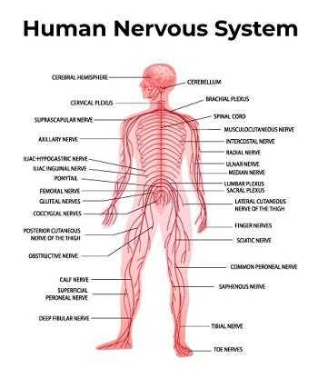 human external body parts diagram