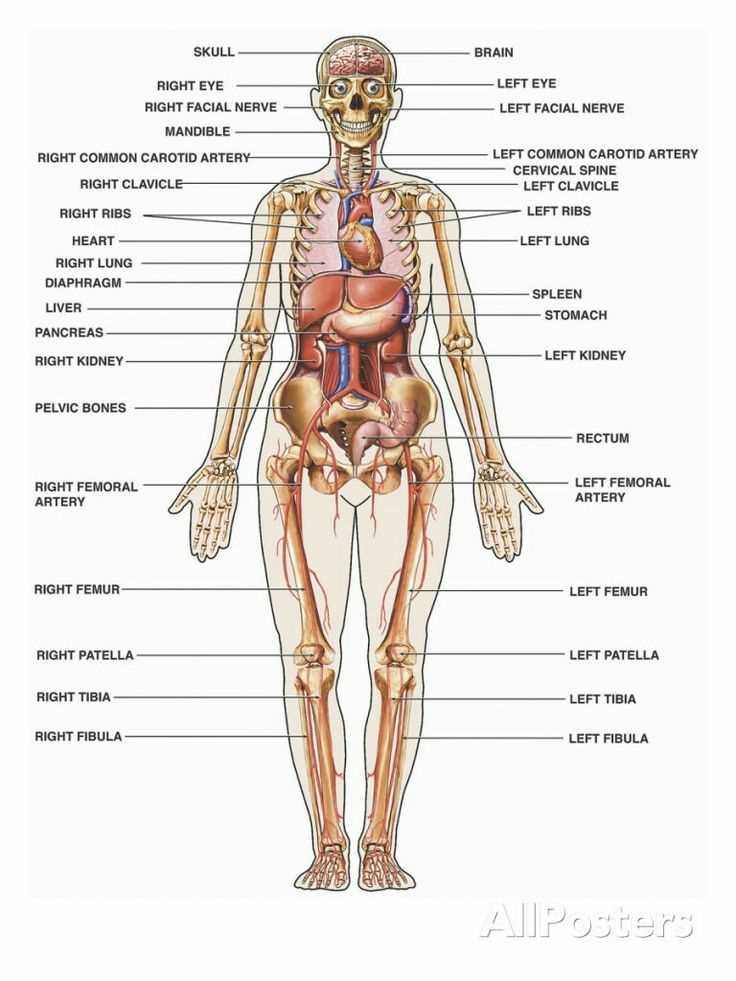 human internal body parts diagram