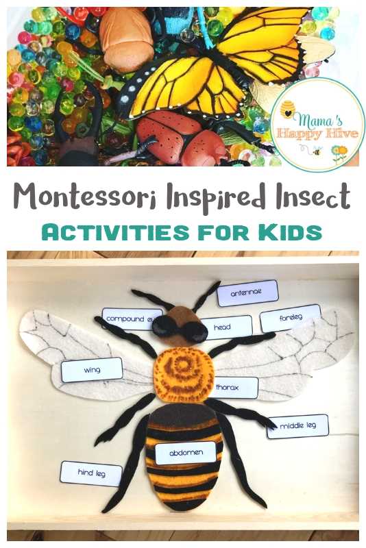 insect body parts diagram for kindergarten