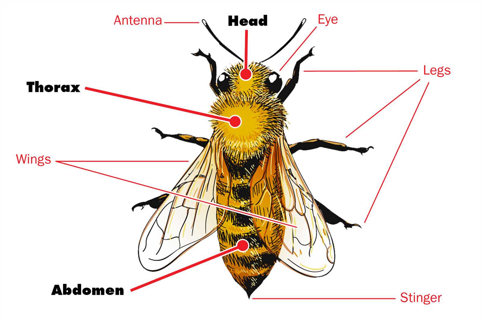 insect body parts diagram for kindergarten