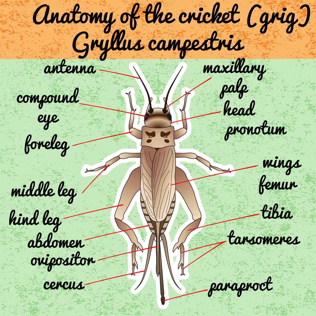 insect body parts diagram