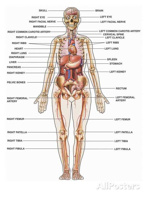 inside body parts diagram