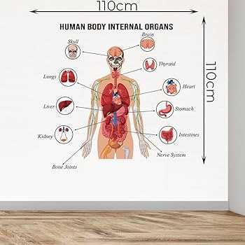 internal body parts diagram