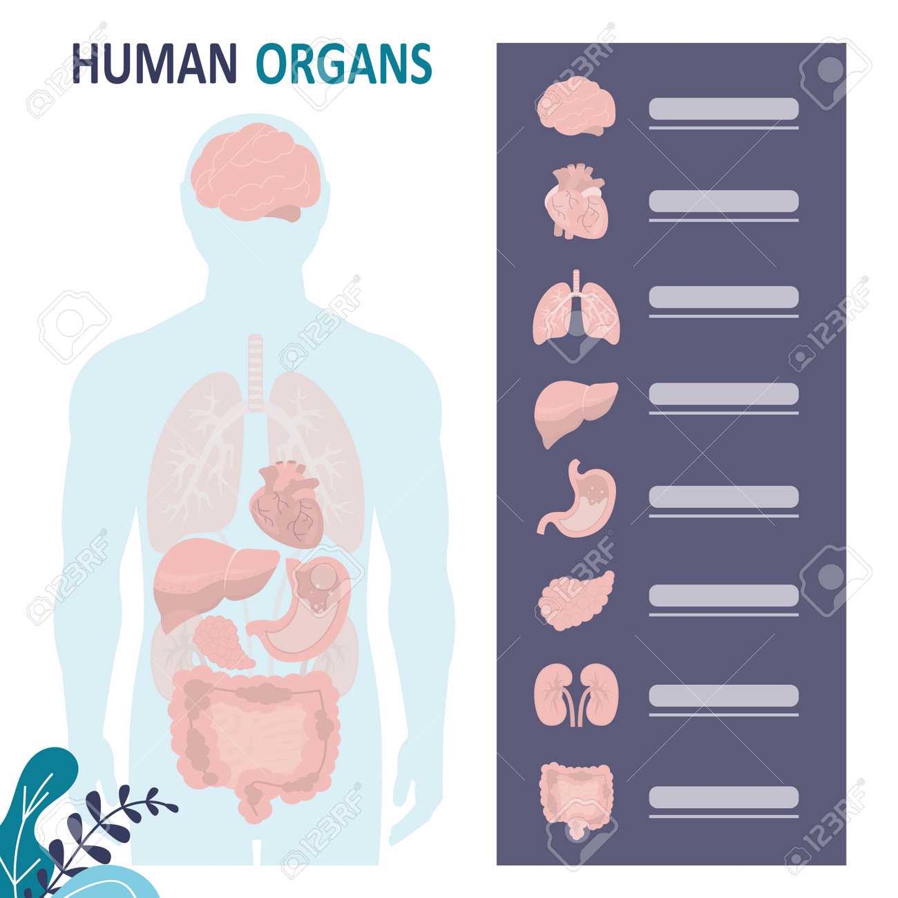 internal body parts diagram