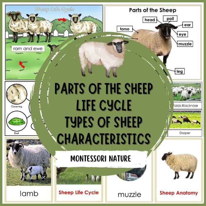 lamb body parts diagram