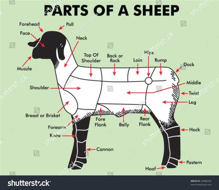 lamb parts diagram