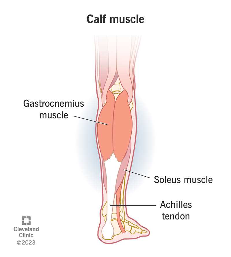 leg parts diagram