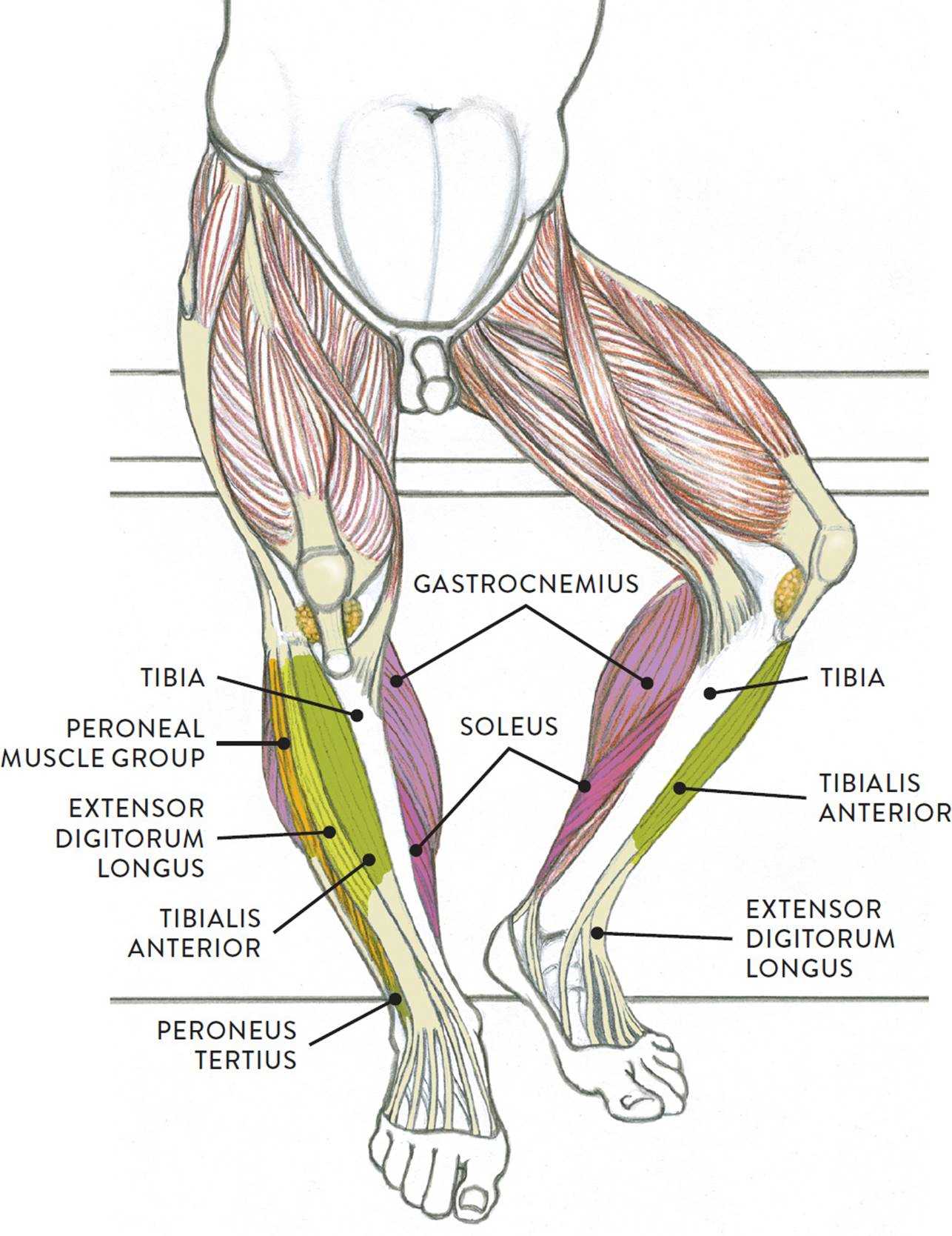 leg parts diagram