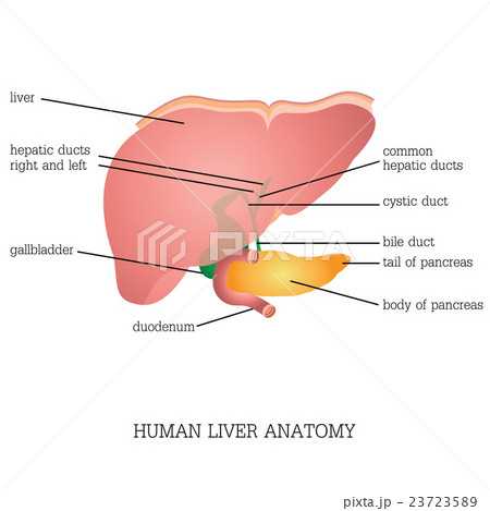 liver diagram with parts