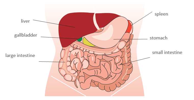 liver diagram with parts