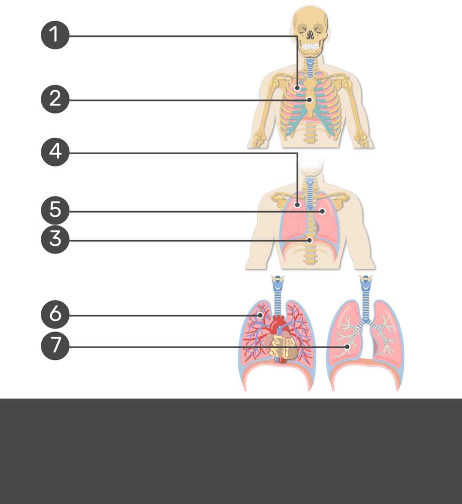 lung parts diagram