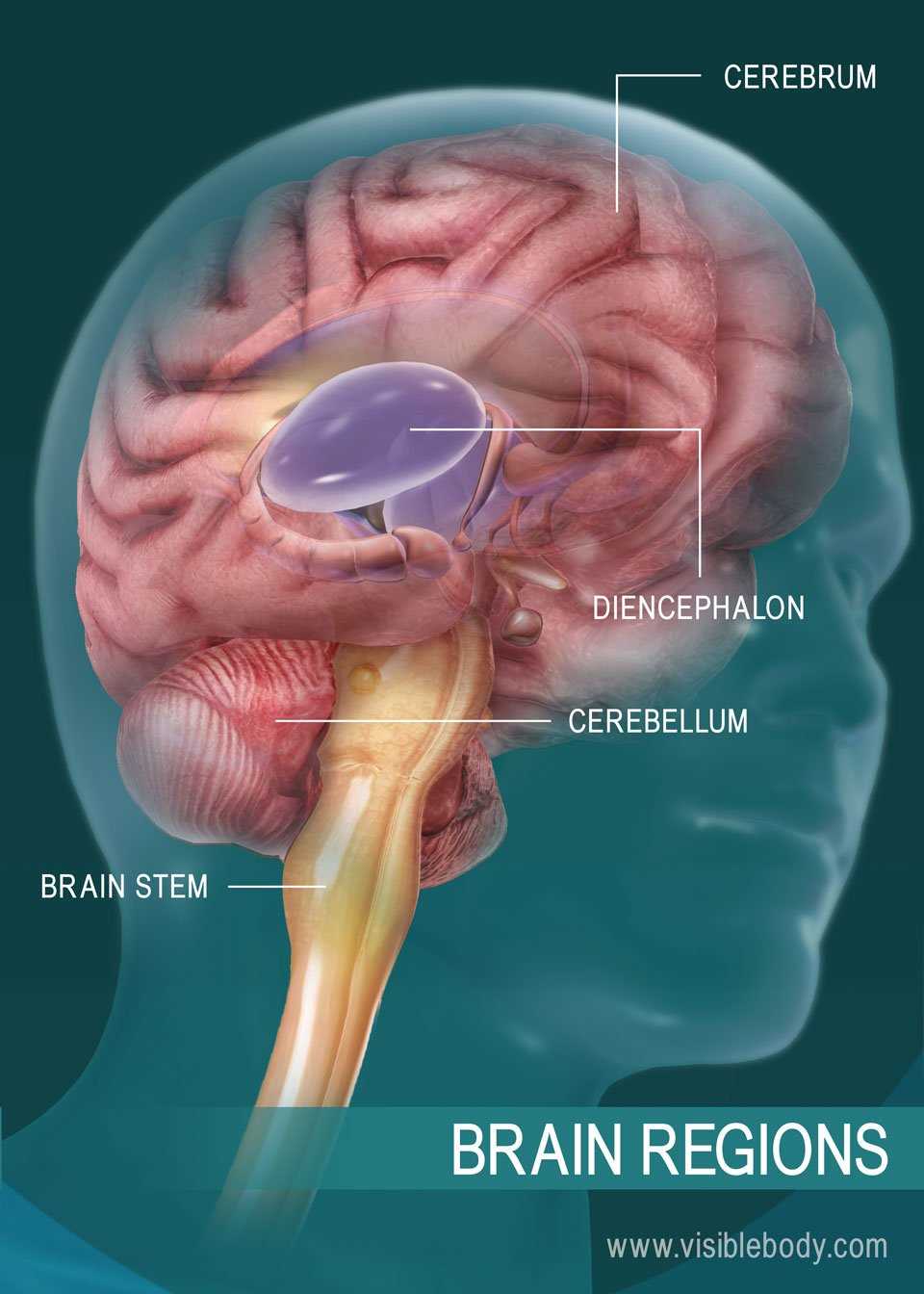 main parts of the brain diagram