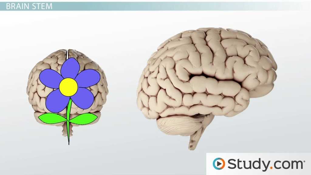 main parts of the brain diagram