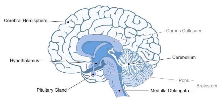 major parts of the brain diagram