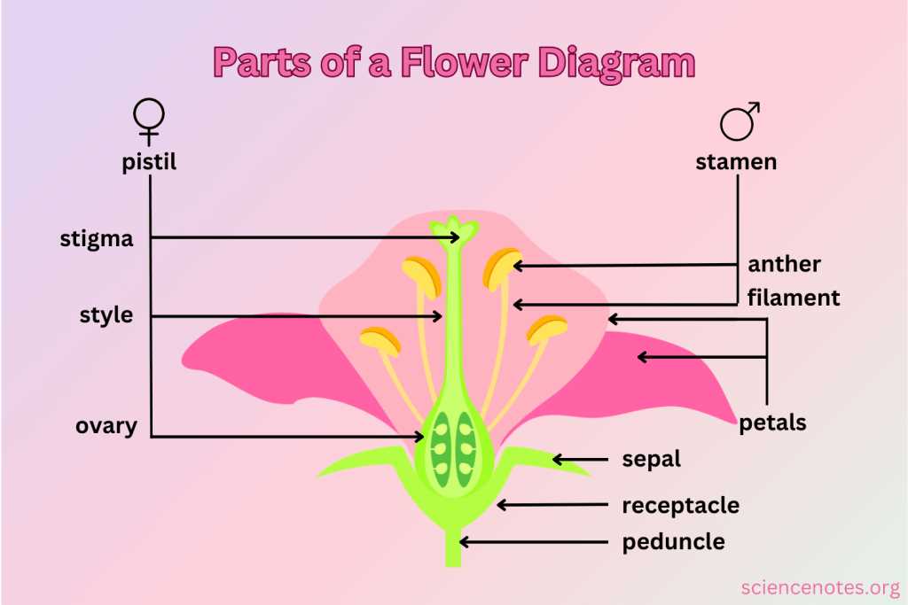 male and female parts of a flower diagram