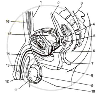 male parts diagram