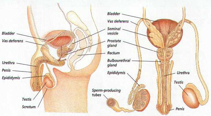 male parts diagram