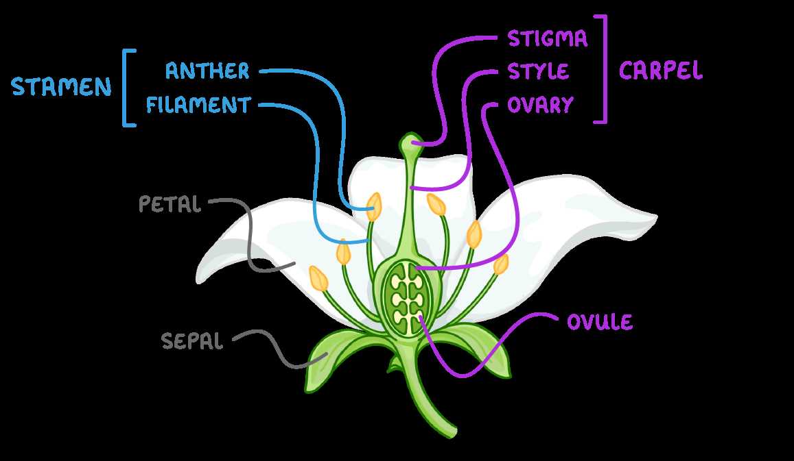 male parts of a flower diagram