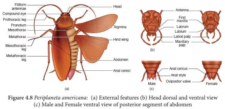 mouth parts of cockroach diagram