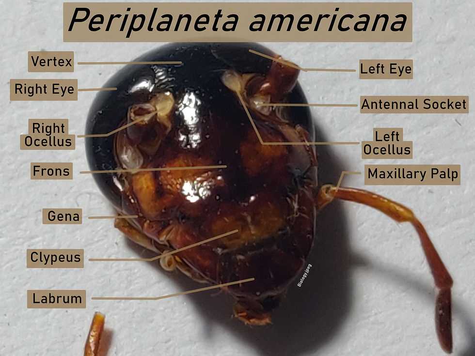 mouth parts of cockroach diagram